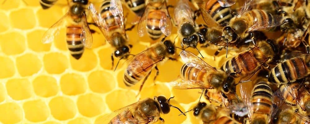 10 Best Alternatives To Honeycommb In 2025